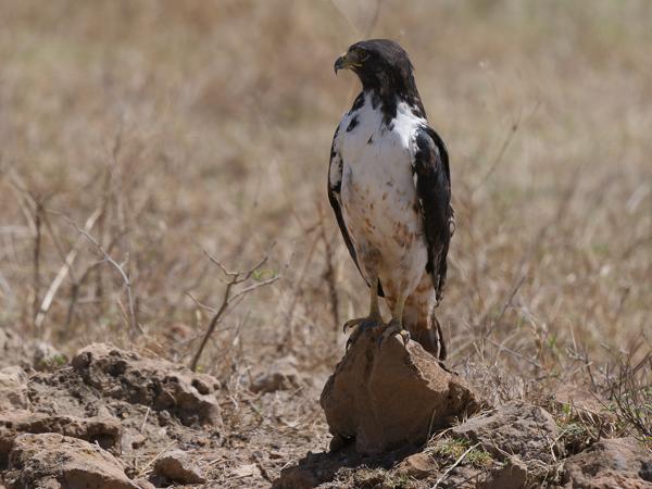 <h3><a href="/trips/tanzania/biota/animalia/chordata/aves/017 accipitriformes/004 accipitridae/buteo augur/buteo augur-nl.html">Buteo&nbsp;augur</a> / Augur&nbsp;buzzard / Augurbuizerd</h3>OM-1 Mark II met OLYMPUS M.150-400mm F4.5, 1/2000 sec  bij F4.5, ISO 250, afstand 15.9&nbsp;m